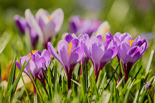 Saffron 